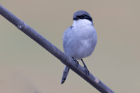 Southern Grey Shrike, Jandia Golf Course, Fuertventura, August 2025
