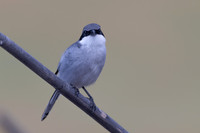 Southern Grey Shrike, Jandia Golf Course, Fuertventura, August 2025