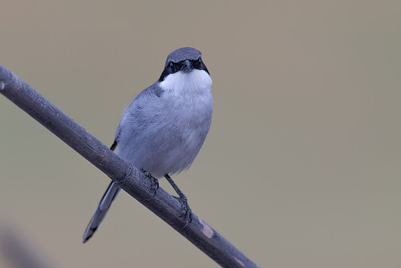 Southern Grey Shrike, Jandia Golf Course, Fuertventura, August 2025