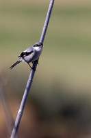 Southern Grey Shrike, Jandia Golf Course, Fuertventura, August 2025