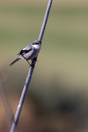 Southern Grey Shrike, Jandia Golf Course, Fuertventura, August 2025