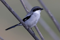 Southern Grey Shrike, Jandia Golf Course, Fuertventura, August 2025