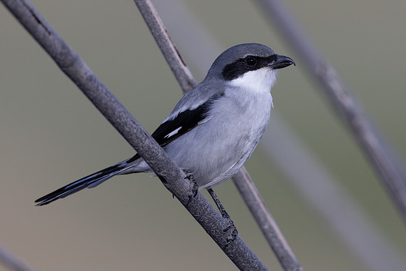 Southern Grey Shrike, Jandia Golf Course, Fuertventura, August 2025