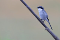 Southern Grey Shrike, Jandia Golf Course, Fuertventura, August 2025