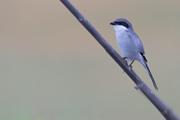 Southern Grey Shrike, Jandia Golf Course, Fuertventura, August 2025