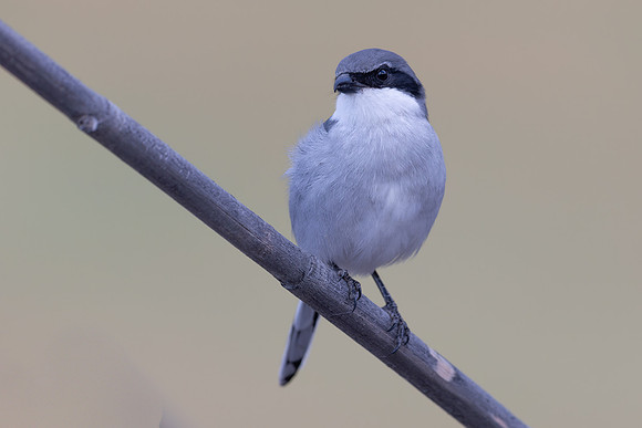Southern Grey Shrike, Jandia Golf Course, Fuertventura, August 2025