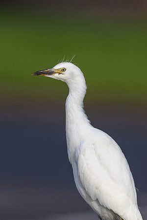 Cattle Egret, Jandia, Fuertventura, August 2025