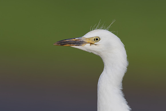 Cattle Egret, Jandia, Fuertventura, August 2025