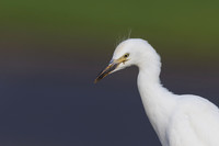 Cattle Egret, Jandia, Fuertventura, August 2025