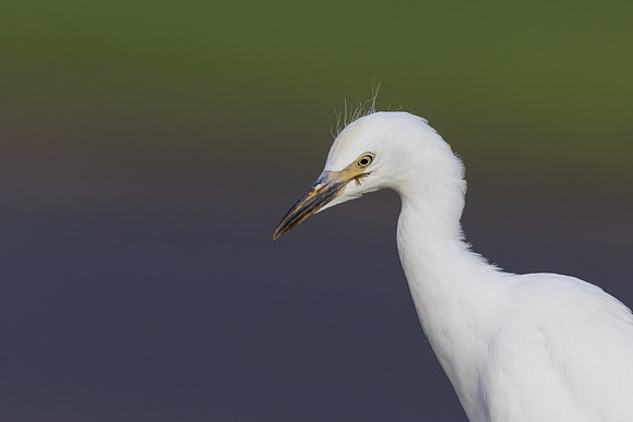 Cattle Egret, Jandia, Fuertventura, August 2025