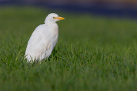 Cattle Egret, Jandia, Fuertventura, August 2025