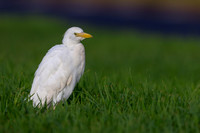 Cattle Egret, Jandia, Fuertventura, August 2025