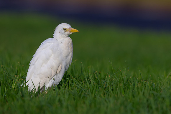 Cattle Egret, Jandia, Fuertventura, August 2025