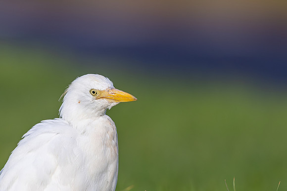 Cattle Egret, Jandia, Fuertventura, August 2025