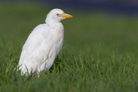 Cattle Egret, Jandia, Fuertventura, August 2025