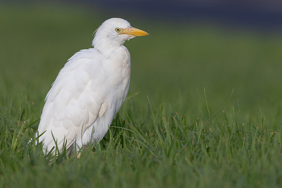 Cattle Egret, Jandia, Fuertventura, August 2025