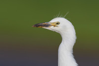 Cattle Egret, Jandia, Fuertventura, August 2025