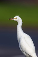 Cattle Egret, Jandia, Fuertventura, August 2025