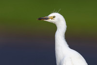 Cattle Egret, Jandia, Fuertventura, August 2025