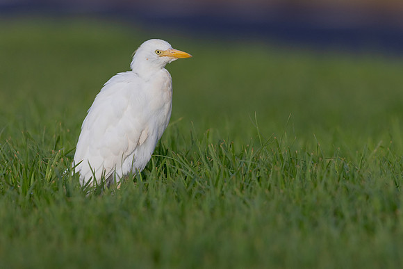 Cattle Egret, Jandia, Fuertventura, August 2025
