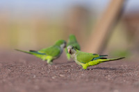 Monk Parakeet, Jandia, Fuertventura, August 2025