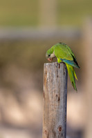Monk Parakeet, Jandia, Fuertventura, August 2025