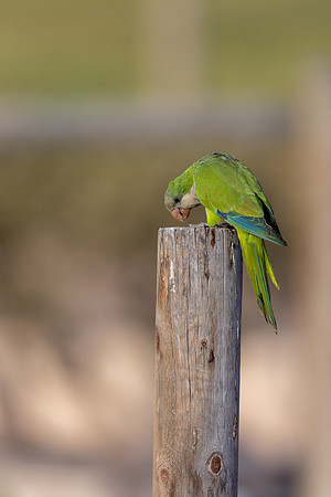 Monk Parakeet, Jandia, Fuertventura, August 2025