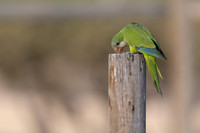 Monk Parakeet, Jandia, Fuertventura, August 2025