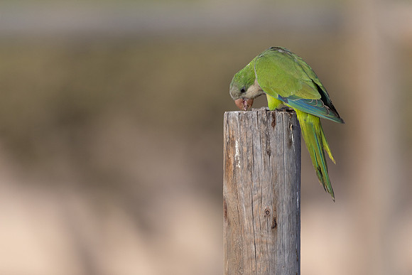 Monk Parakeet, Jandia, Fuertventura, August 2025