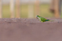 Monk Parakeet, Jandia, Fuertventura, August 2025