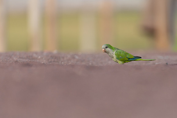 Monk Parakeet, Jandia, Fuertventura, August 2025