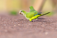 Monk Parakeet