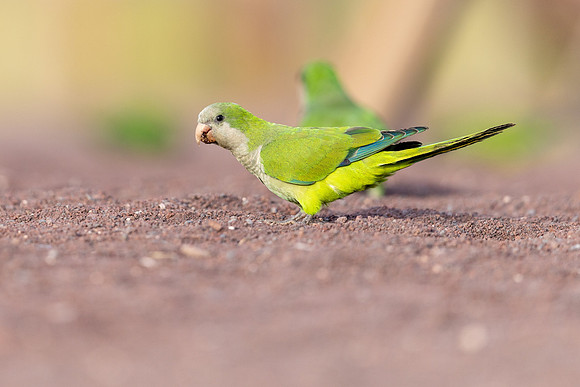 Monk Parakeet, Jandia, Fuertventura, August 2025