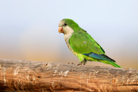 Monk Parakeet, Jandia, Fuertventura, August 2025