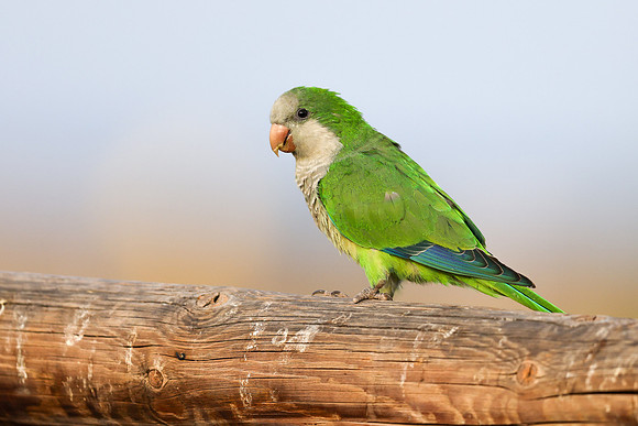 Monk Parakeet, Jandia, Fuertventura, August 2025