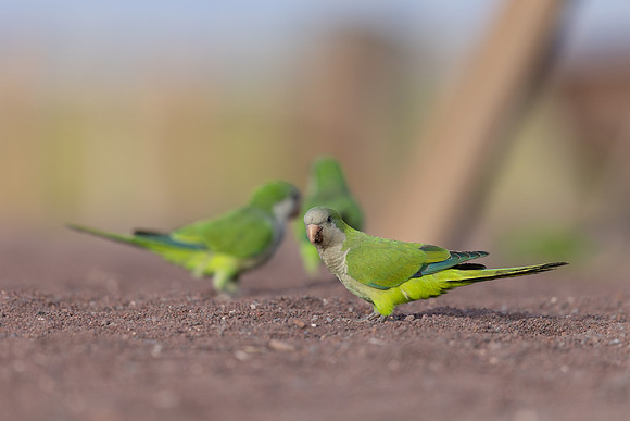 Monk Parakeet, Jandia, Fuertventura, August 2025