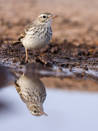 Berthelot's Pipit, Jandia, Fuertventura, August 2025