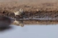 Berthelot's Pipit, Jandia, Fuertventura, August 2025