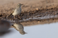 Berthelot's Pipit, Jandia, Fuertventura, August 2025