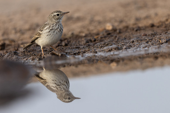 Berthelot's Pipit, Jandia, Fuertventura, August 2025