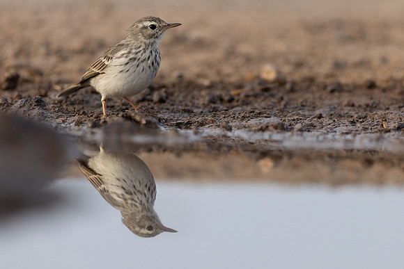 Berthelot's Pipit, Jandia, Fuertventura, August 2025