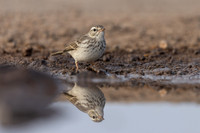 Berthelot's Pipit