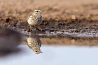 Berthelot's Pipit, Jandia, Fuertventura, August 2025