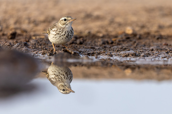 Berthelot's Pipit, Jandia, Fuertventura, August 2025