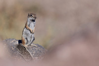 Barbary Ground Squirrel, Jandia, Fuertventura, August 2025