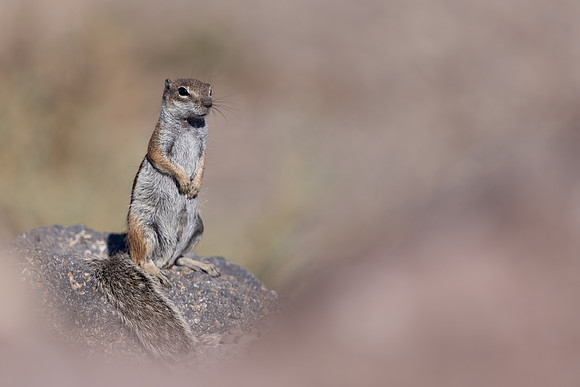 Barbary Ground Squirrel, Jandia, Fuertventura, August 2025