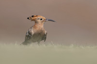 Hoopoe, Jandia Golf Course, Fuertventura, August 2025