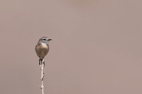 Fuertventura Stonechat