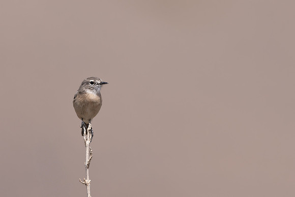 Fuertventura Stonechat, Jandia Golf Course, Fuertventura, August 2025