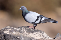 Feral Pigeon